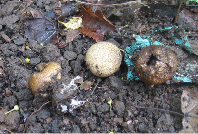 From Istria with love II